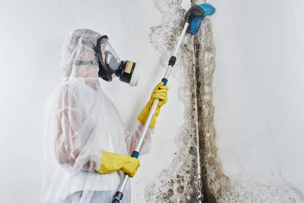 Best Attic Mold Remediation in Warren, MI