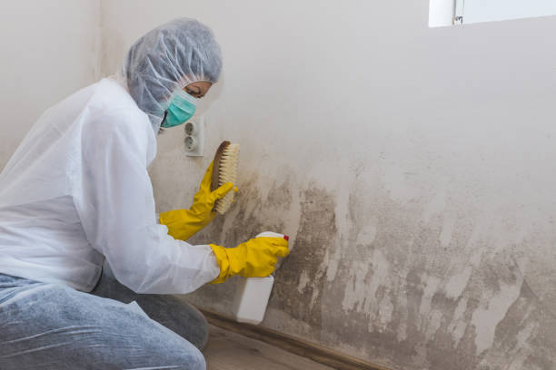 Best White Mold Remediation in Warren, MI