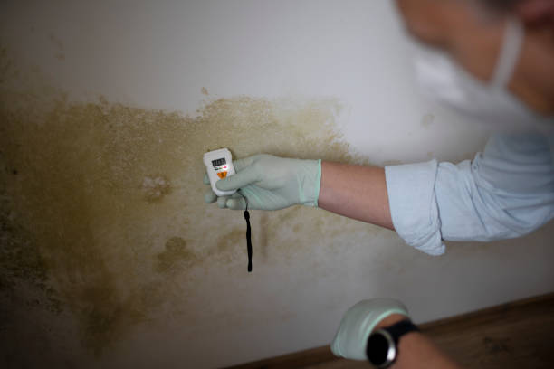 Best Industrial Mold Remediation in Warren, MI