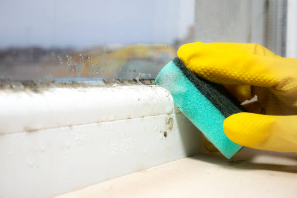 Best Post-Flood Mold Remediation in Warren, MI