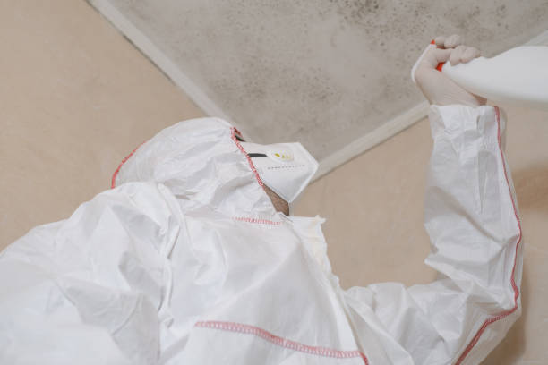 Trusted Warren, MI Mold Remediation Experts