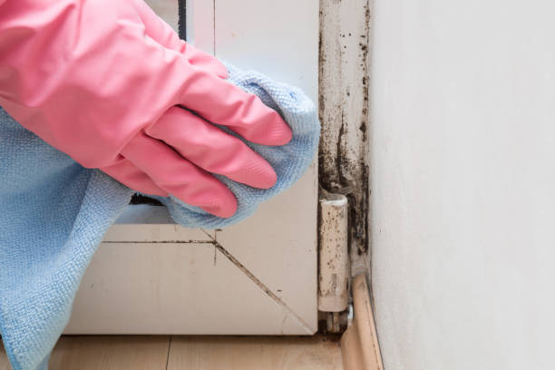 Best HVAC Mold Remediation in Warren, MI
