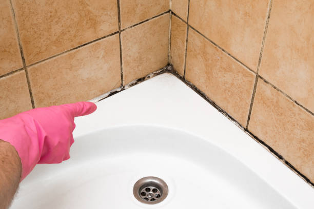 Best Emergency Mold Remediation in Warren, MI